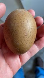 Broedeieren dubbeldoel kleurleggers, Dieren en Toebehoren, Pluimvee, Geslacht onbekend, Kip