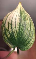 Scindapsus white monster, Huis en Inrichting, Kamerplanten, Ophalen of Verzenden, Halfschaduw, Minder dan 100 cm