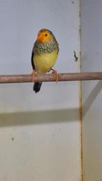 Oranje kop Binsen astrilden man, Mannelijk, Tropenvogel