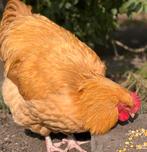 Orpington buff hanen aangeboden, Dieren en Toebehoren, Pluimvee, Mannelijk, Kip