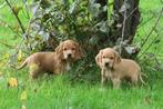 Engelse Cocker Spaniel pups, Dieren en Toebehoren, Nederland, Reu, CDV (hondenziekte), 8 tot 15 weken