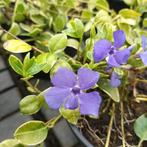 Vinca minor 'Variegata'  paars, wit en roze., Ophalen