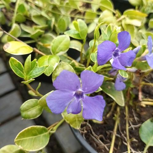 Vinca minor 'Variegata'  paars, wit en roze., Tuin en Terras, Planten | Tuinplanten, Ophalen