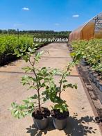 Fagus sylvatica, carpinus betulus  in pot, Ophalen of Verzenden, Beukenhaag