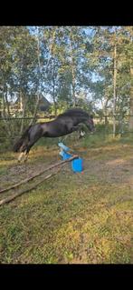 3jarige welsh-cob, Dieren en Toebehoren, Pony's, Merrie, Gechipt, Zadelmak, 3 tot 6 jaar