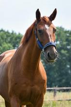 Allround Gelderse merrie, Dieren en Toebehoren, Paarden, Merrie, Gechipt, M, 160 tot 165 cm