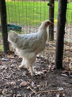 Brahma isabelpatrijs hen, Dieren en Toebehoren, Pluimvee, Vrouwelijk, Kip