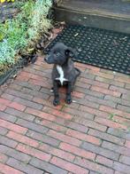 Cosmo – klein ventje met een groot hart, Dieren en Toebehoren, Honden | Niet-rashonden, Rabiës (hondsdolheid), 15 weken tot 1 jaar