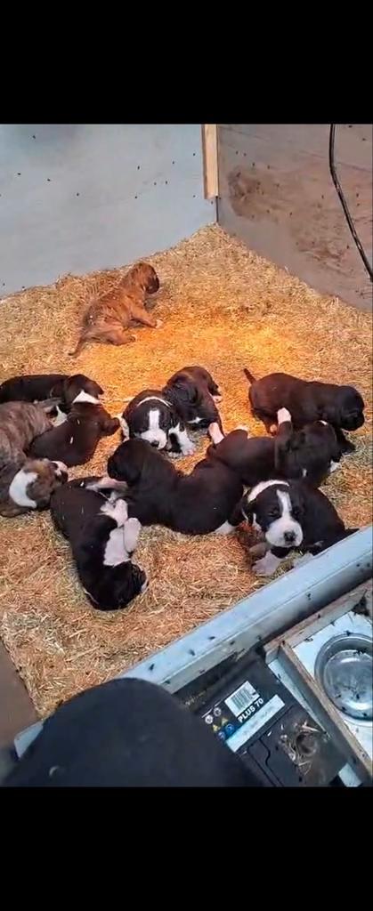 PUPS!!! Zwarte Boerboel Dekreu  met stamboom. One of a kind!, Dieren en Toebehoren, Honden | Dekreuen, Reu, Particulier, Eén hond