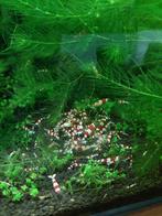 Hele mooie Crystal Red garnaaltjes, Dieren en Toebehoren, Vissen | Aquariumvissen, Kreeft, Krab of Garnaal, Zoetwatervis, Schoolvis