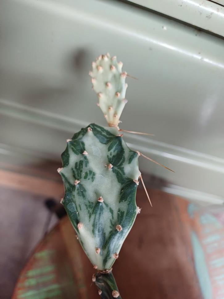 Opuntia Ghost Variegata Stek, Tuin en Terras, Planten | Tuinplanten, Vaste plant, Overige soorten, Volle zon, Bloeit niet, Ophalen of Verzenden