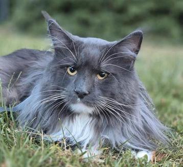 Maine coon kater met stamboom beschikbaar voor biedingen