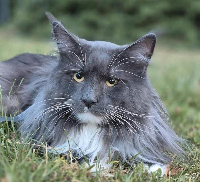 Maine coon kater met stamboom, Dieren en Toebehoren, Katten en Kittens | Dekkaters, 0 tot 2 jaar