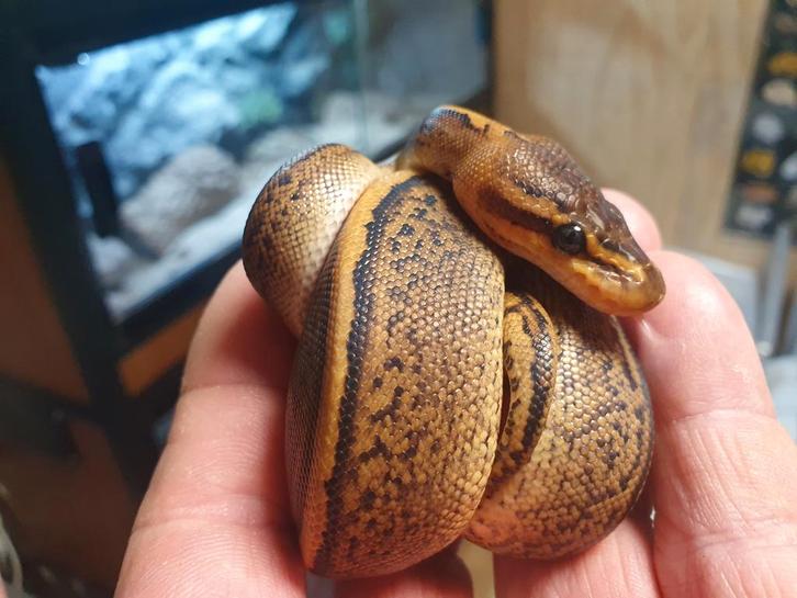 Koningspython, Dieren en Toebehoren, Reptielen en Amfibieën, Slang, 0 tot 2 jaar