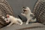Twee katertjes, Dieren en Toebehoren, Katten en Kittens | Overige Katten, Kater, Kortharig, 0 tot 2 jaar
