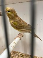 Isabel pop 2025, Dieren en Toebehoren, Vogels | Kanaries, Vrouwelijk, Kleurkanarie