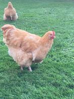 Mooie jonge orpington haan, Dieren en Toebehoren, Pluimvee, Mannelijk, Kip