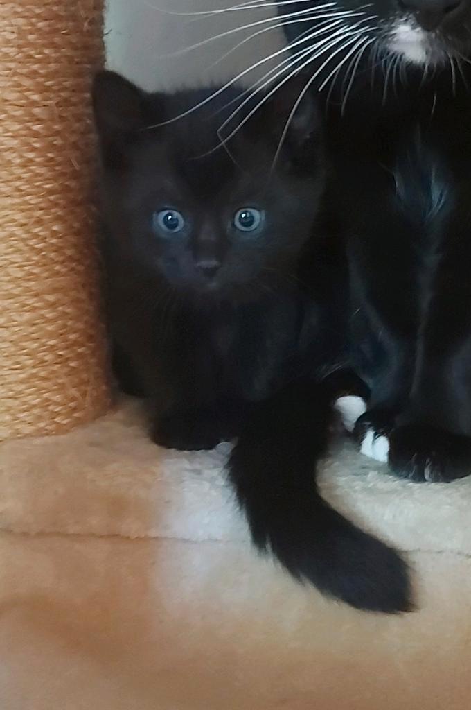 Kittens, Dieren en Toebehoren, Kattenbakken, Ophalen