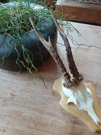 Gewei reegeweitje op schild, Ophalen of Verzenden