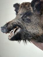 Opgezet zwijnskop trofee, Ophalen, Gebruikt, Opgezet dier