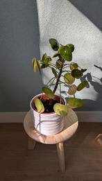 Pannenkoekplant, Huis en Inrichting, Kamerplanten, Ophalen, Overige soorten, Minder dan 100 cm