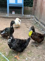 Fijn huisje voor 5 lieve eenden gezocht!, Meerdere dieren, Tropenvogel