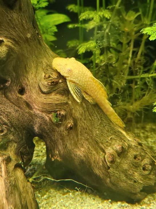 Ancistrus Temmenckii ( L144 Albino Bristlenose), Dieren en Toebehoren, Vissen | Aquariumvissen, Zoetwatervis, Vis, Schoolvis