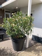 Oleander (wit) met pot, Tuin en Terras, Planten | Tuinplanten, Volle zon, Vaste plant, Zomer, Ophalen
