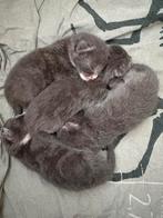 Grijs/witte kittens, Dieren en Toebehoren, Katten en Kittens | Overige Katten, Poes