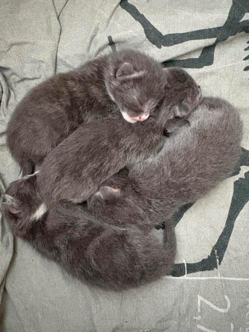 Grijs/witte kittens, Dieren en Toebehoren, Katten en Kittens | Overige Katten, Poes