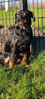 Donnie zoekt zijn gouden mandje, Dieren en Toebehoren, 6 jaar of ouder, Reu, Parvo, Eén hond