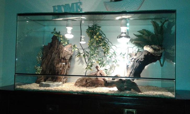 Terrarium 32*32*65 cm NIEUW, Dieren en Toebehoren, Insecten en Spinnen, Wandelende tak