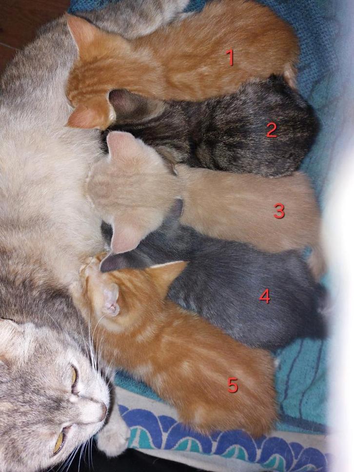 5 superlieve kittens 8 weken oud.allen gereserveerd, Dieren en Toebehoren, Katten en Kittens | Overige Katten, Meerdere dieren