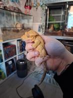 0.1 wimpergekko (vrouw), Dieren en Toebehoren, Reptielen en Amfibieën, Hagedis, 0 tot 2 jaar