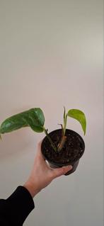 Epipremnum, Ophalen of Verzenden, Halfschaduw, Minder dan 100 cm