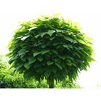 Bomen ALLERLEI SOORTEN EN MATEN, Ophalen, Volle zon, Overige soorten