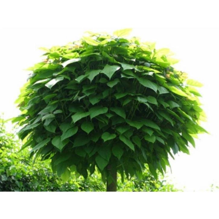 Bomen ALLERLEI SOORTEN EN MATEN, Tuin en Terras, Planten | Bomen, Overige soorten, Volle zon, Ophalen