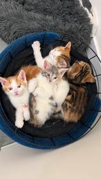 Europese korthaar kittens, Dieren en Toebehoren, Katten en Kittens | Raskatten | Korthaar, Meerdere dieren, Ontwormd, 0 tot 2 jaar