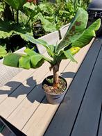 Musa tropicana buiten / kuipplant of kamerplant, Ophalen, Vaste plant, Fruitplanten, Volle zon