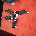 4 kruising Boerenfox/Jack Russel pups, Dieren en Toebehoren, Honden | Jack Russells en Terriërs, Jack Russell Terriër, 8 tot 15 weken