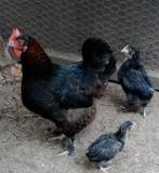 MARANS KIPPEN, Dieren en Toebehoren, Pluimvee, Meerdere dieren, Kip
