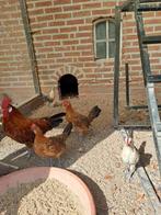Groninger meeuw kriel kuikens, jonge kippen hennen en hanen, Meerdere dieren, Tropenvogel