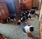 Raszuivere Border collie pups, gezinshond, CDV (hondenziekte), 8 tot 15 weken, Teef, Collie
