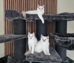 Raszuivere Ragdoll kittens Blue / Chocolat 💙🩷🩷, Dieren en Toebehoren, Katten en Kittens | Raskatten | Langhaar, Meerdere dieren