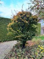 Japanse esdoorn, 2,50 meter hoog, Ophalen, Halfschaduw, Overige soorten, Lente