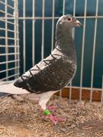 Postduiven o.a. herbots heremans, Meerdere dieren, Postduif