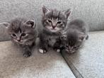 Brits Korthaar en Langhaar BESCHIKBAAR, Dieren en Toebehoren, Katten en Kittens | Raskatten | Langhaar, Meerdere dieren, Ontwormd