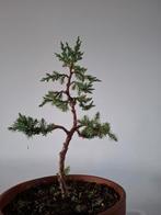 Juniper pre bonsai, Tuin en Terras, Planten | Bomen, Ophalen, Bloeit niet, Halfschaduw, Overige soorten