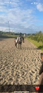 Paarden trainer/inrijden/doorrijden aan geboden, Ophalen of Verzenden, Zo goed als nieuw