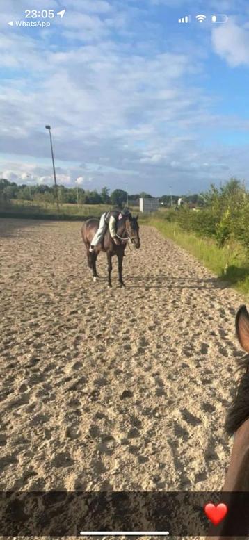 Paarden trainer/inrijden/doorrijden aan geboden beschikbaar voor biedingen